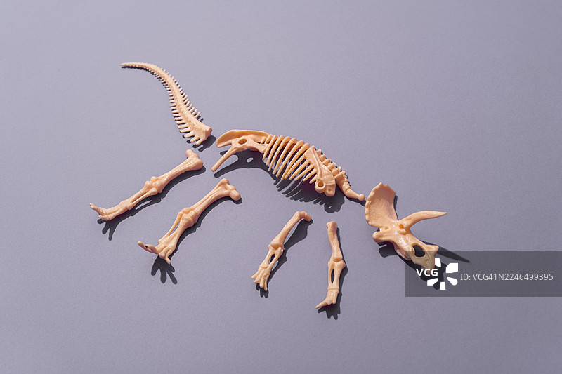三叠纪三角龙恐龙骨架拼图，拆散在灰色背景上图片素材