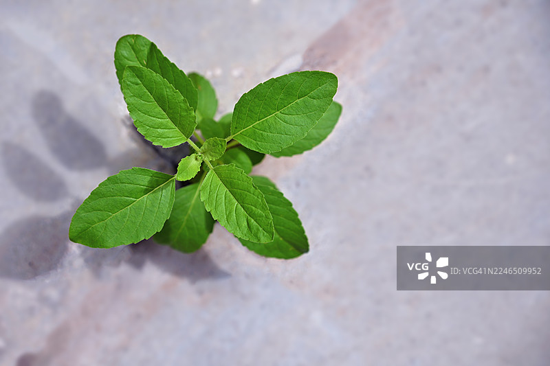 圣罗勒植物图片素材