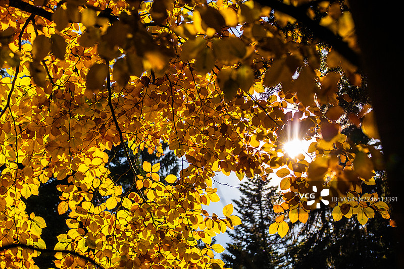 秋天的自然风光 - 叶子和树枝图片素材
