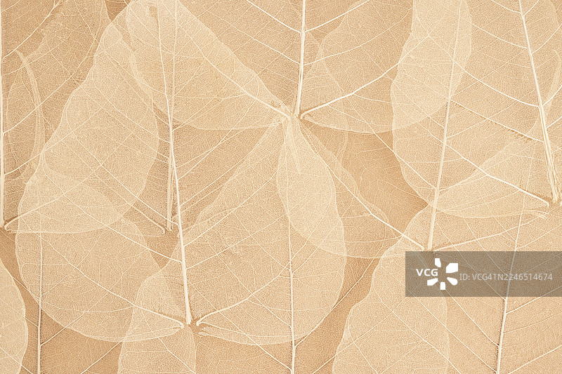棕色背景上的菩提树（Ficus religiosa）叶子骨架。图片素材