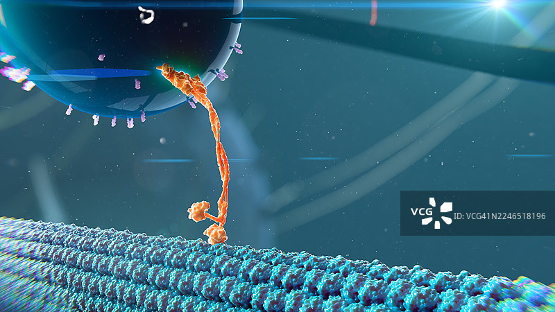 细胞内运输，插画图片素材