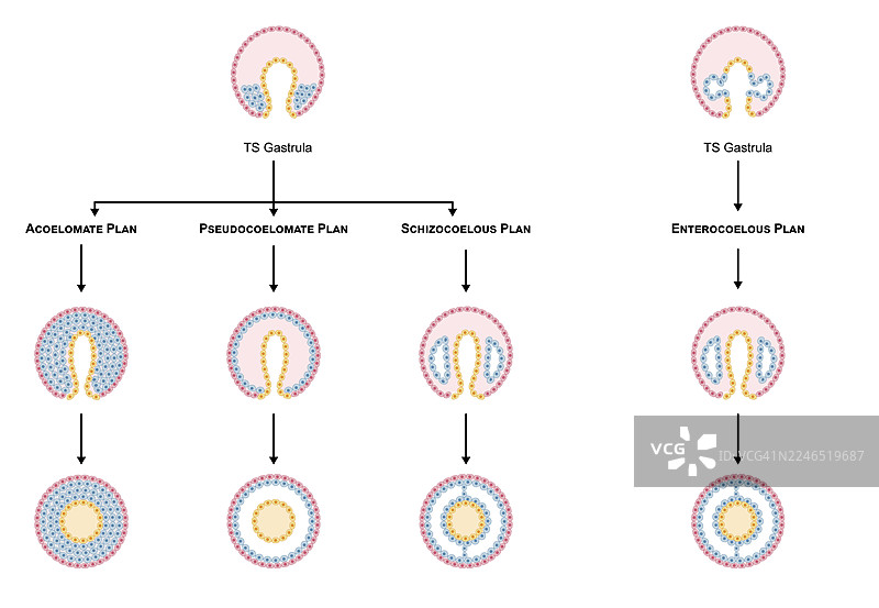 三胚层动物的身体结构图，插画图片素材