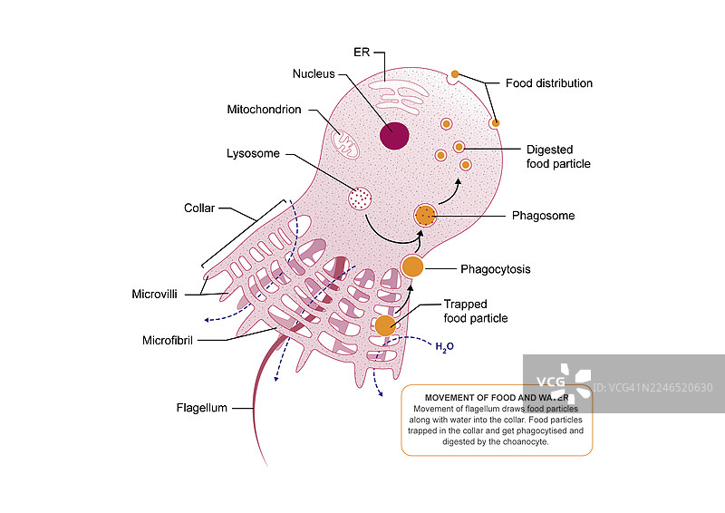 choanocyte 结构，插画图片素材
