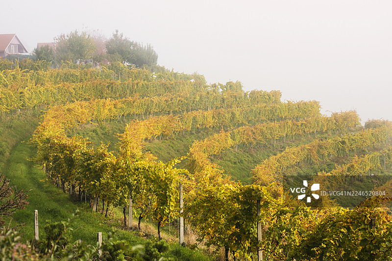 斯洛文尼亚耶卢耶姆葡萄酒产区秋景图片素材