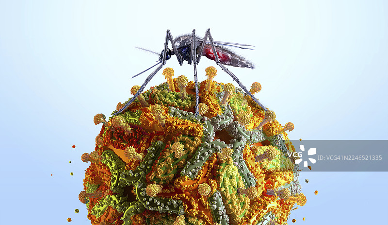 黄热病病毒传播概念图图片素材