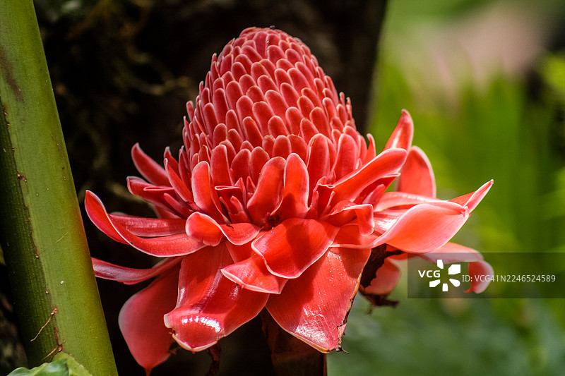 火炬姜 (Etlingera elatior)图片素材