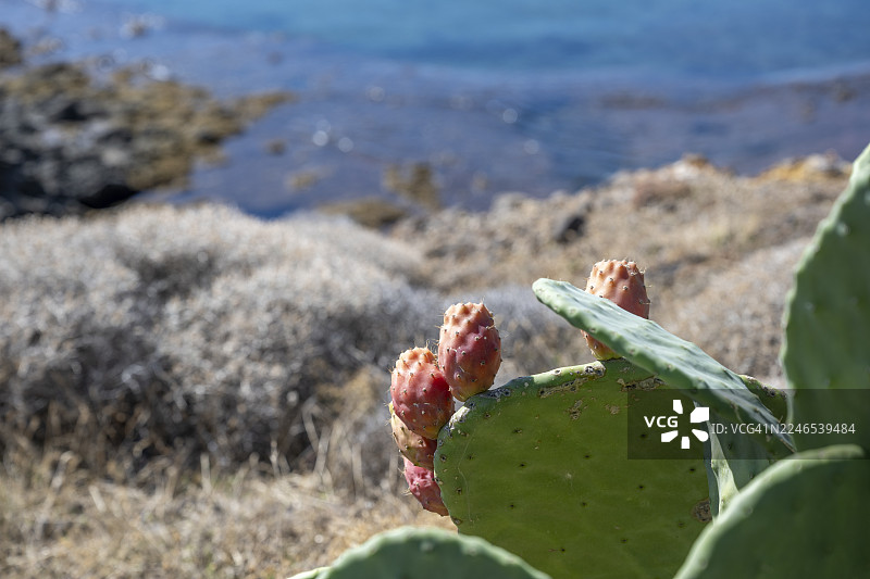 仙人掌果，印度仙人掌，（刺梨仙人掌）生长在海边，塔瓦里，梅索托波斯，莱斯博斯，希腊图片素材