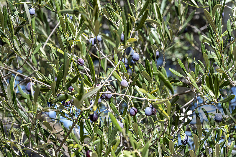 橄榄树上的橄榄，莱斯沃斯，希腊图片素材