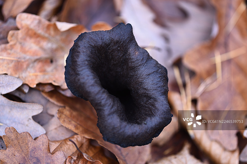 黑管菌图片素材