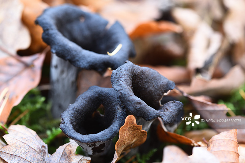 黑管号图片素材