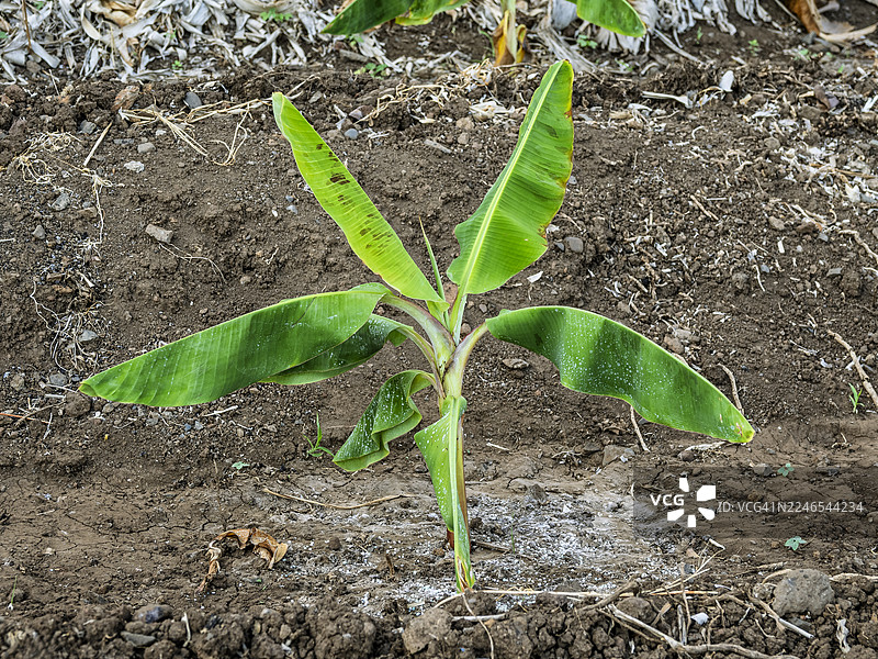 刚种下的小香蕉树在香蕉种植园里。图片素材