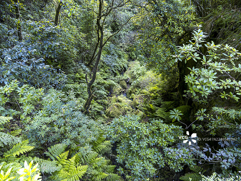 马德拉岛内陆亚热带森林景观，植被茂盛。图片素材