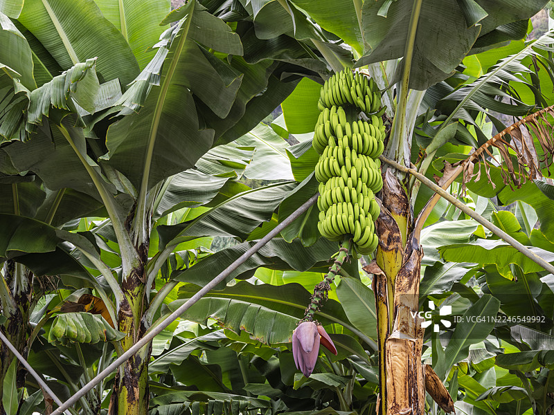马德拉岛香蕉种植园田野里的香蕉图片素材