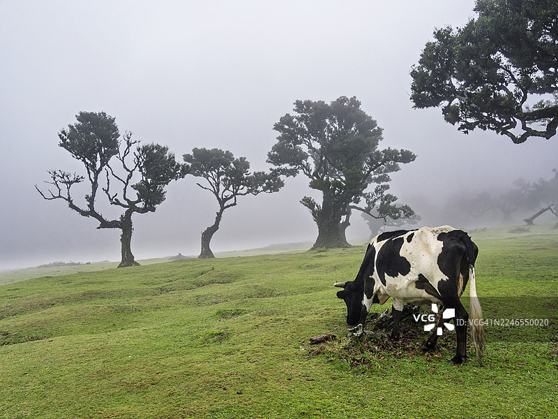 马德拉岛法纳尔森林的山地景观，有牧场和薄雾，一头牛在几棵大树旁吃草。图片素材