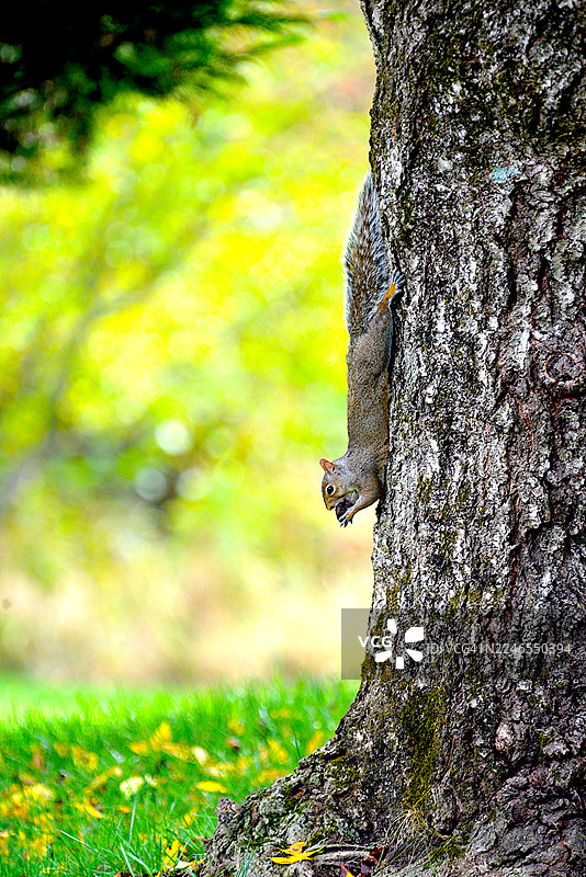 东方灰松鼠图片素材