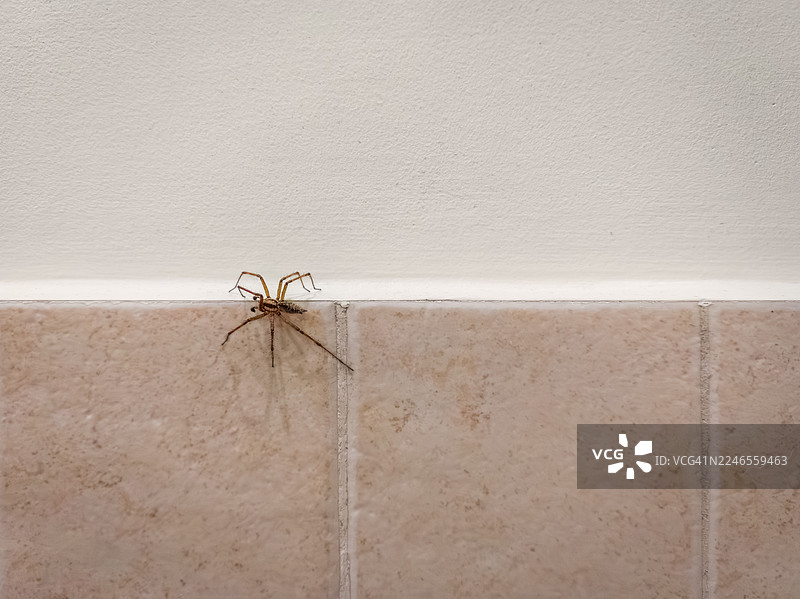 瓷砖墙上的蜘蛛图片素材