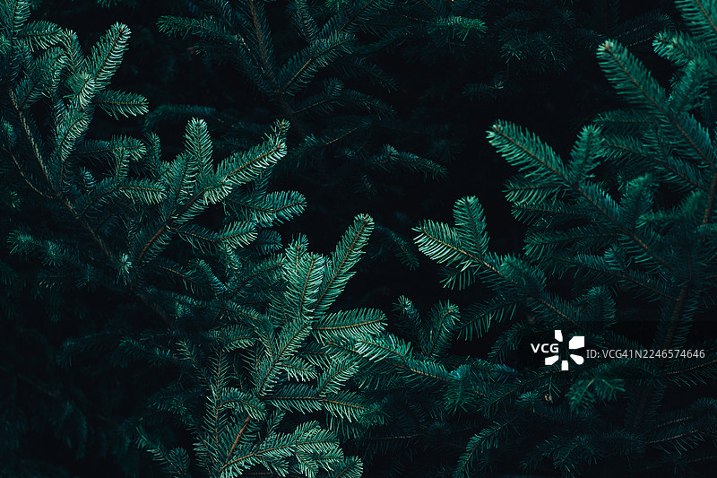 节日松枝图片素材