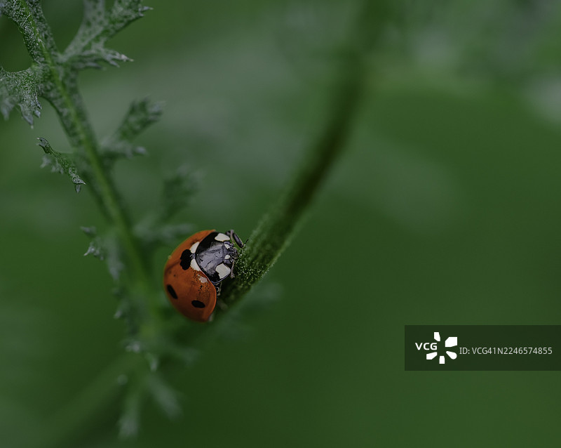 自然界中，一只瓢虫停留在生机勃勃的绿色植物茎上的特写图片素材