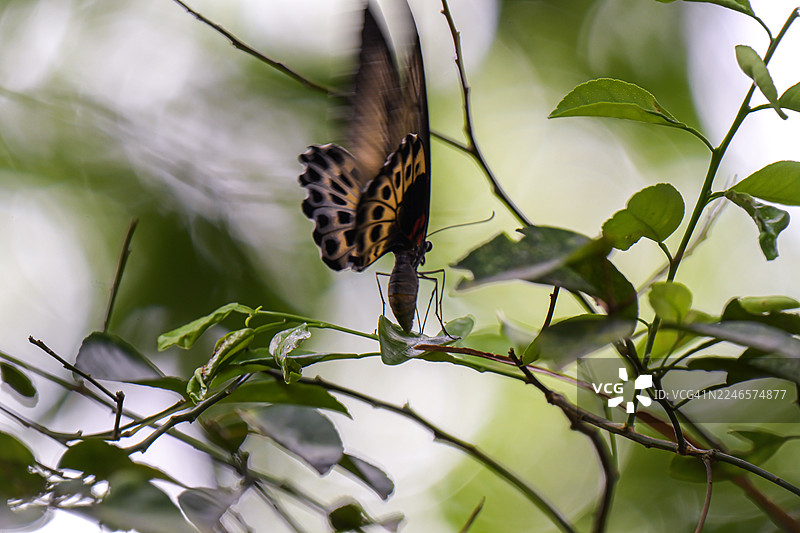 一只蝴蝶在自然户外环境中，停留在长满绿色植物的树枝上，展示着其有图案的翅膀的特写图片素材