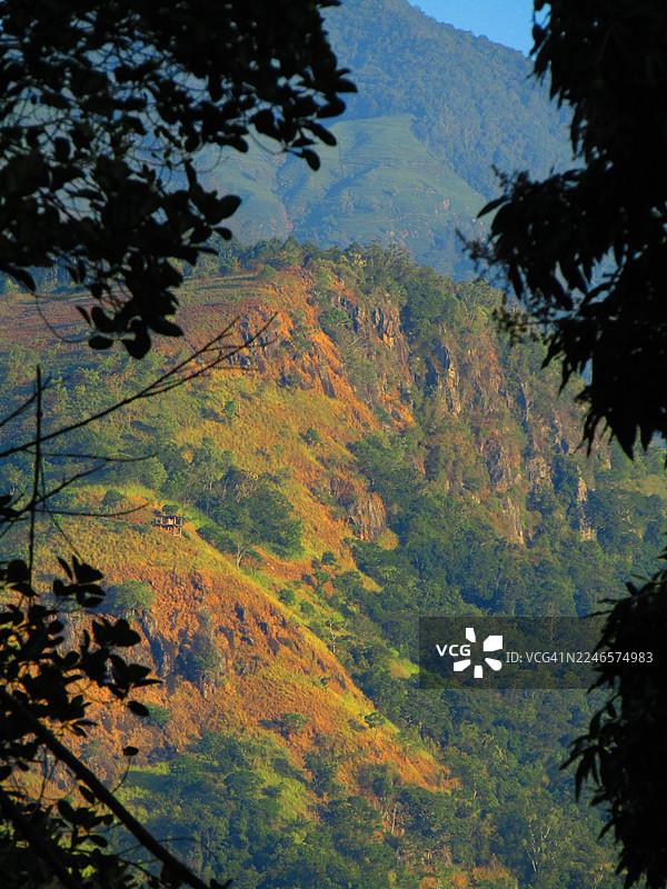 斯里兰卡巴杜勒，巴杜勒南部，秋日鲜艳的色彩描绘出陡峭的山脉斜坡，树木覆盖，深色树叶作为前景。图片素材