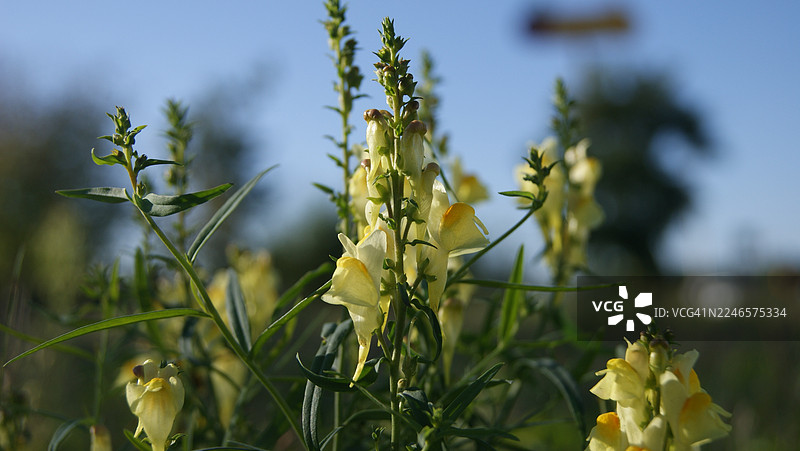 晴朗蓝天下，田野里盛开的鲜艳黄色野花特写，捕捉了大自然之美的精髓图片素材