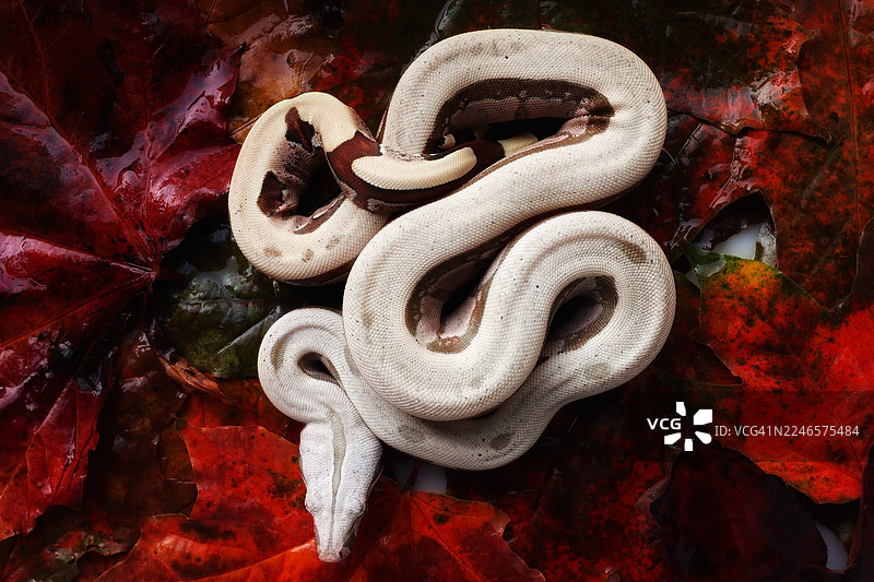 俯视视角，一条蛇盘绕在鲜红和翠绿的叶子上，展示出其错综复杂的纹理。图片素材