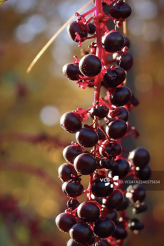 秋日阳光下商陆浆果的特写图片素材