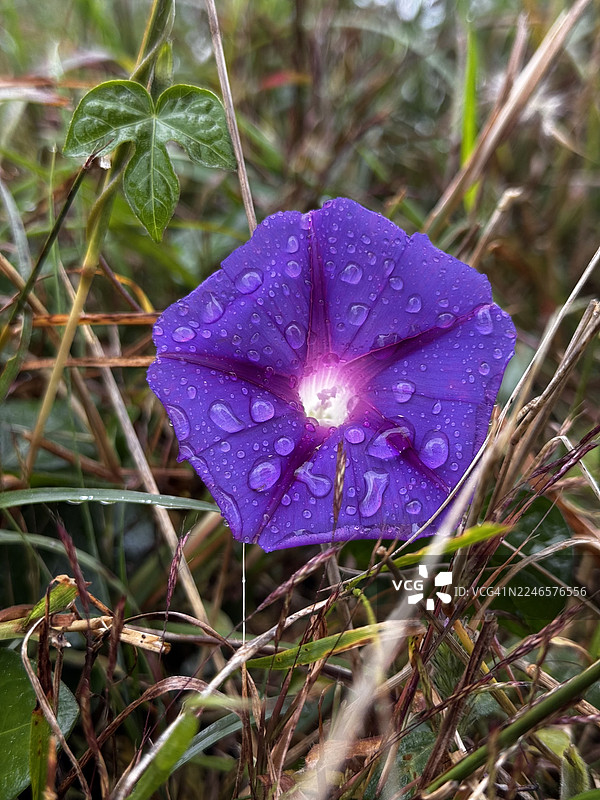 雨后田野里一朵鲜艳湿润的紫色花朵特写图片素材