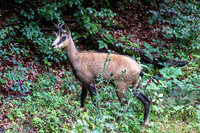 一只羚羊站在繁茂的绿林中，侧身吃着树叶图片素材