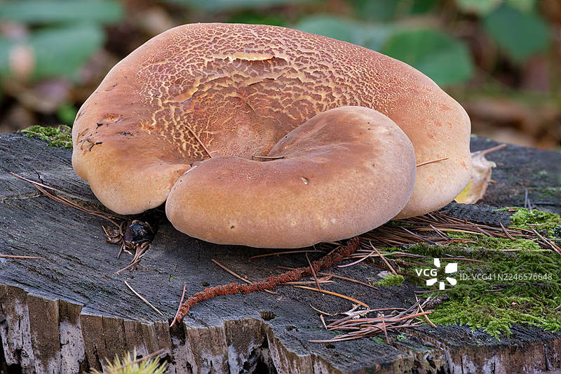 特写镜头：一棵大蘑菇，菌盖有纹理，生长在森林里的树桩上，周围是苔藓和松针。图片素材