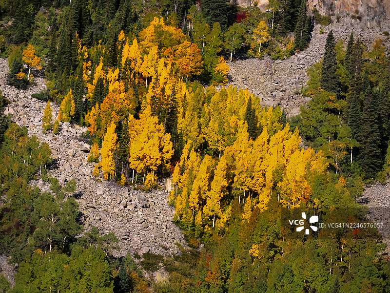 高角度俯瞰充满活力的秋季森林，岩石山坡上点缀着金色和绿色的树木，美国科罗拉多州克雷斯特德比特图片素材