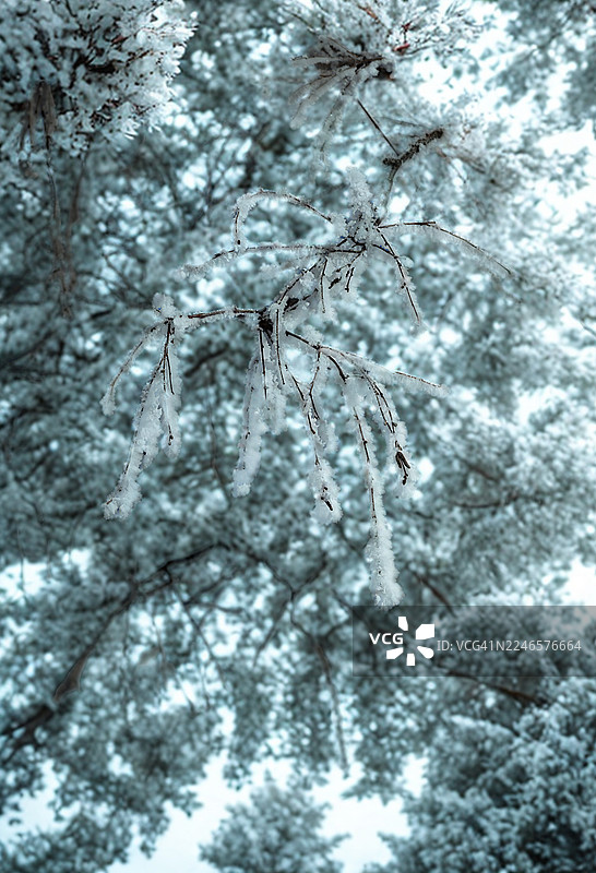 仰视视角，冰雪覆盖的树枝在明亮的冬日天空中图片素材