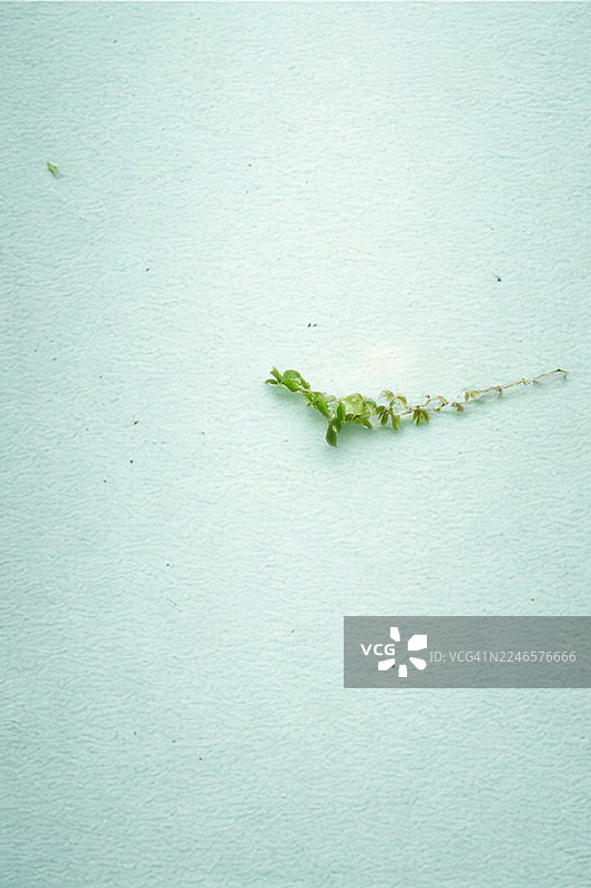 特写镜头，生机勃勃的绿色常春藤叶子优雅地攀附在纹理细腻的浅蓝色墙壁上，营造出自然而宁静的背景。图片素材