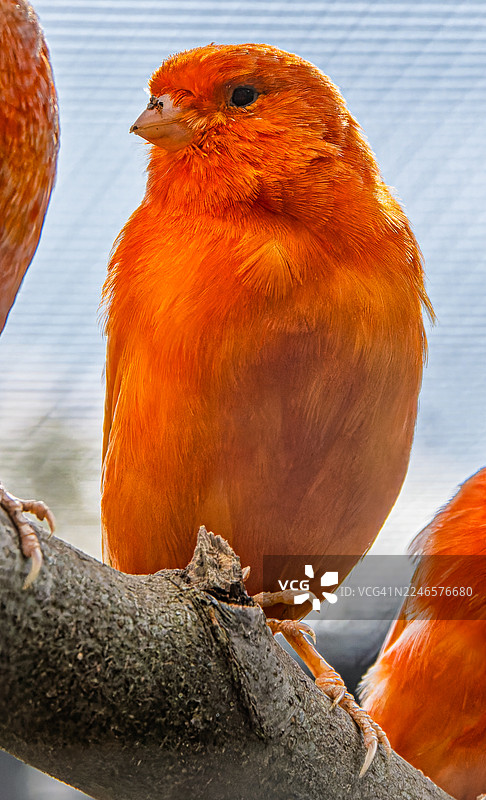 一只鲜红的歌金丝雀特写，栖息在树枝上，看向一旁图片素材