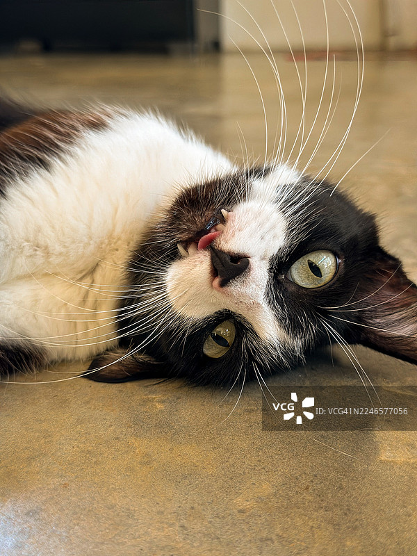 一只顽皮的燕尾服猫，舌头微微伸出，趴在地板上的特写图片素材