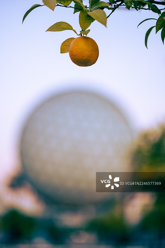 特写：一颗成熟的橙子挂在树枝上，背景虚化，位于西班牙塞维利亚。图片素材