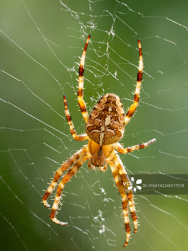 特写一只蜘蛛在其错综复杂的网上，背景是柔和的绿色图片素材