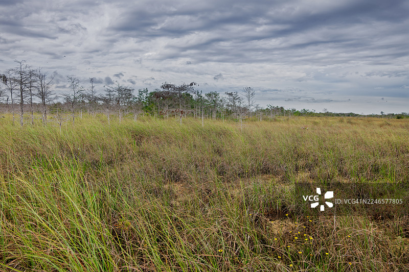 我在埃弗格莱兹国家公园的今日之旅图片素材