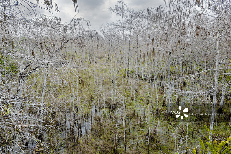 徒步游览大沼泽地国家公园的 पा-hay-okee 小径图片素材