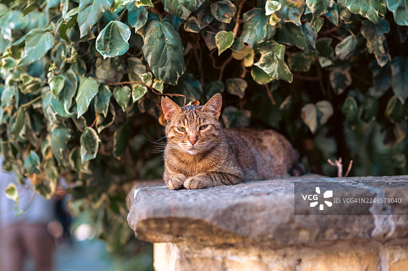 石墙上休息的虎斑猫肖像，背景是茂密的绿色植物图片素材