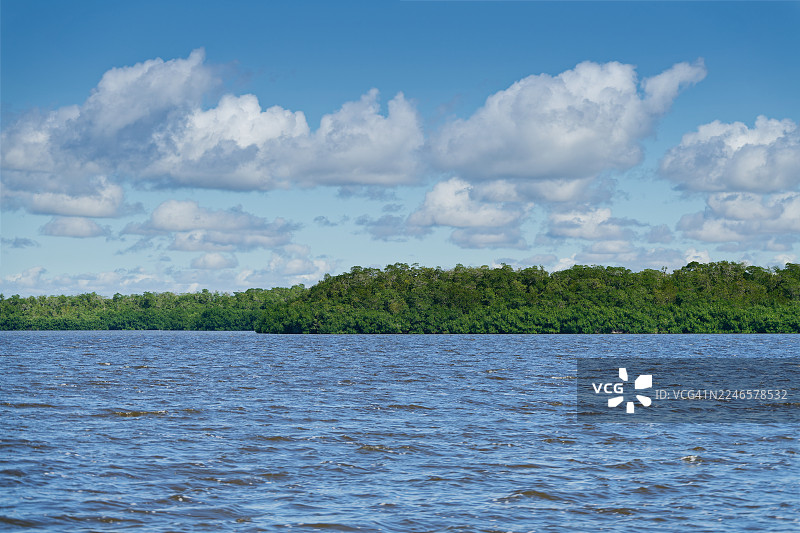 库特湾池塘，背景是红树林和晴朗的蓝天阳光。图片素材