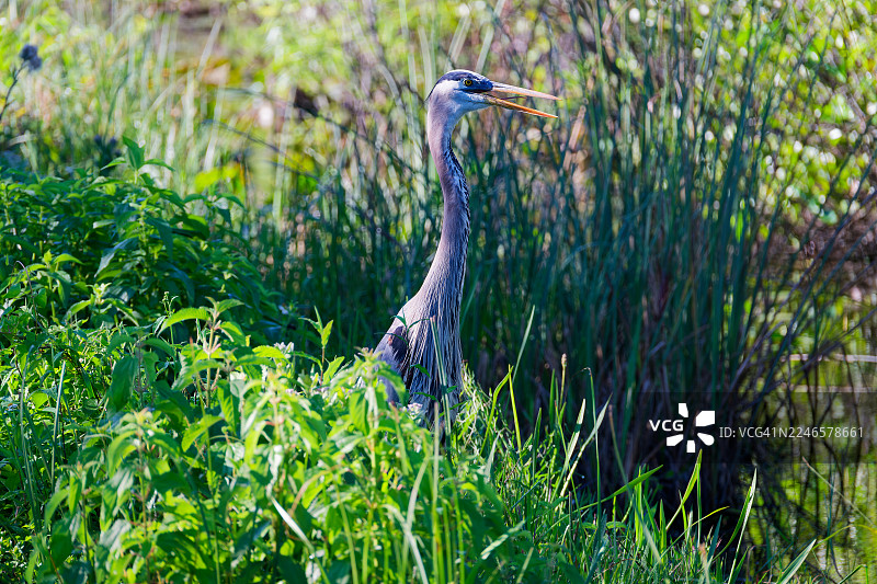 任何理由都足以让人前来埃弗格莱兹国家公园图片素材