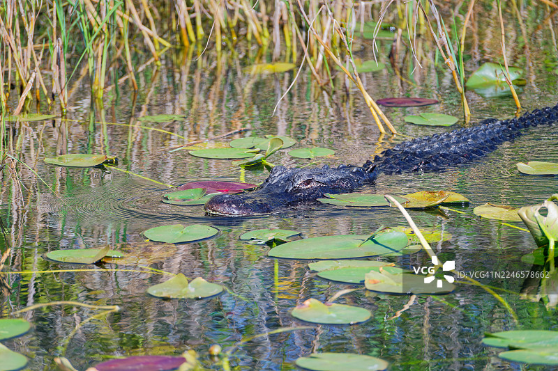 沉浸在与埃弗格莱兹国家公园分享的回忆中图片素材