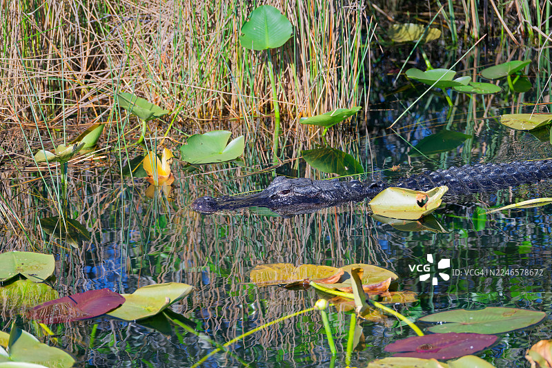 埃弗格莱兹国家公园的高端户外体验图片素材