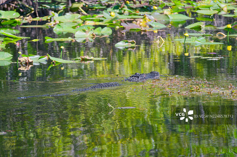 埃弗格莱兹国家公园的旅行新点子图片素材