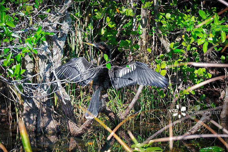 在埃弗格莱兹国家公园的周三回忆图片素材