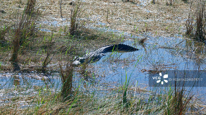 探索大沼泽地国家公园图片素材