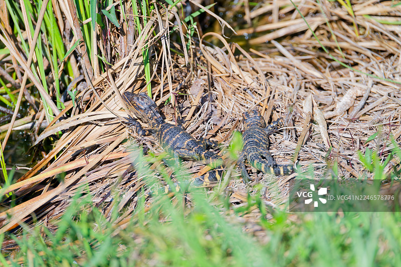 探索美国皇冠上的明珠——大沼泽地国家公园图片素材