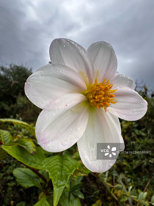 雨后，白色的花朵在阴沉的天空下，花瓣上的雨滴映衬出其娇嫩之美。图片素材
