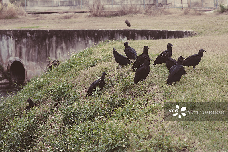高角度拍摄，一群黑兀鹫栖息在草地上，旁边有一个混凝土结构。图片素材